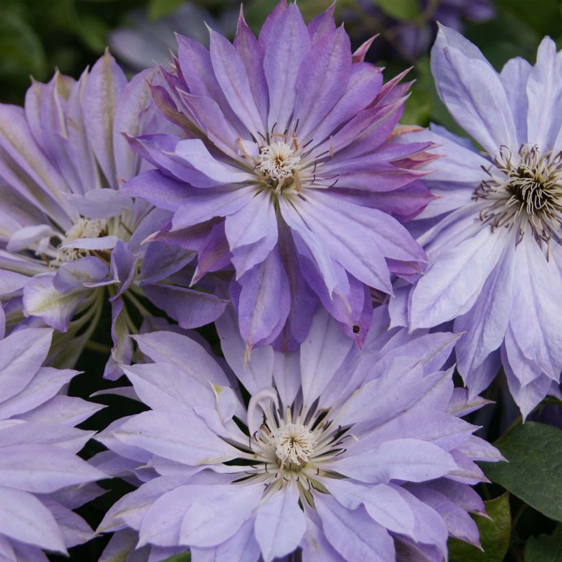 Waldrebe Teshio - Clematis (Flowering)