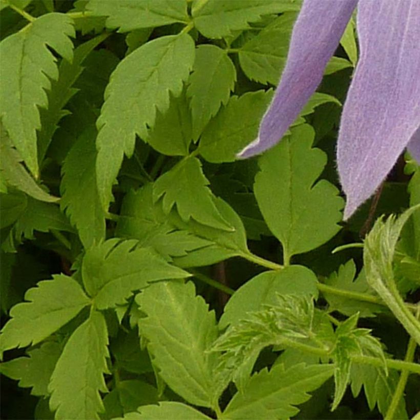 Waldrebe Blue Dancer - Clematis (Foliage)