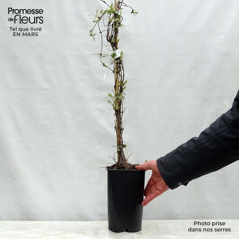 Exemplar von Waldrebe Blue Dancer - Clematis Topf mit 2L/3L wie im Frühjahr geliefert