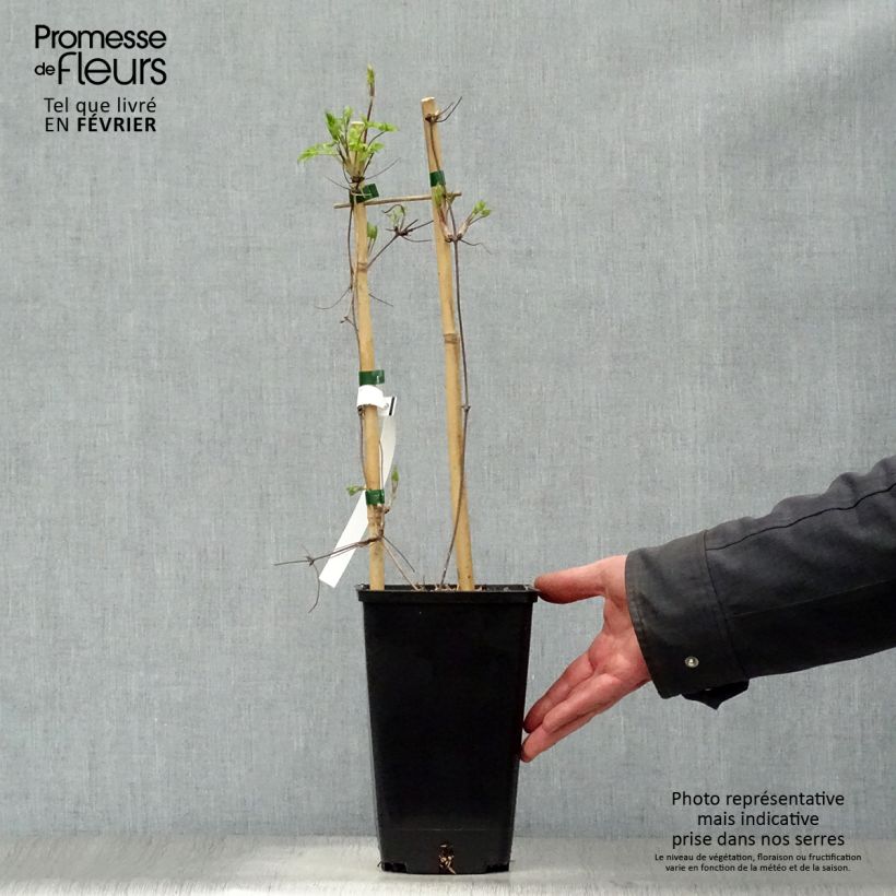 Exemplar von Waldrebe Blue Dancer - Clematis Topf mit 2L/3L wie im Winter geliefert