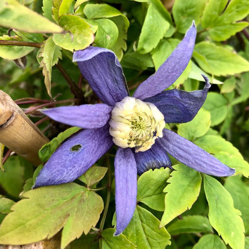 Waldrebe Blue Dancer - Clematis (Flowering)