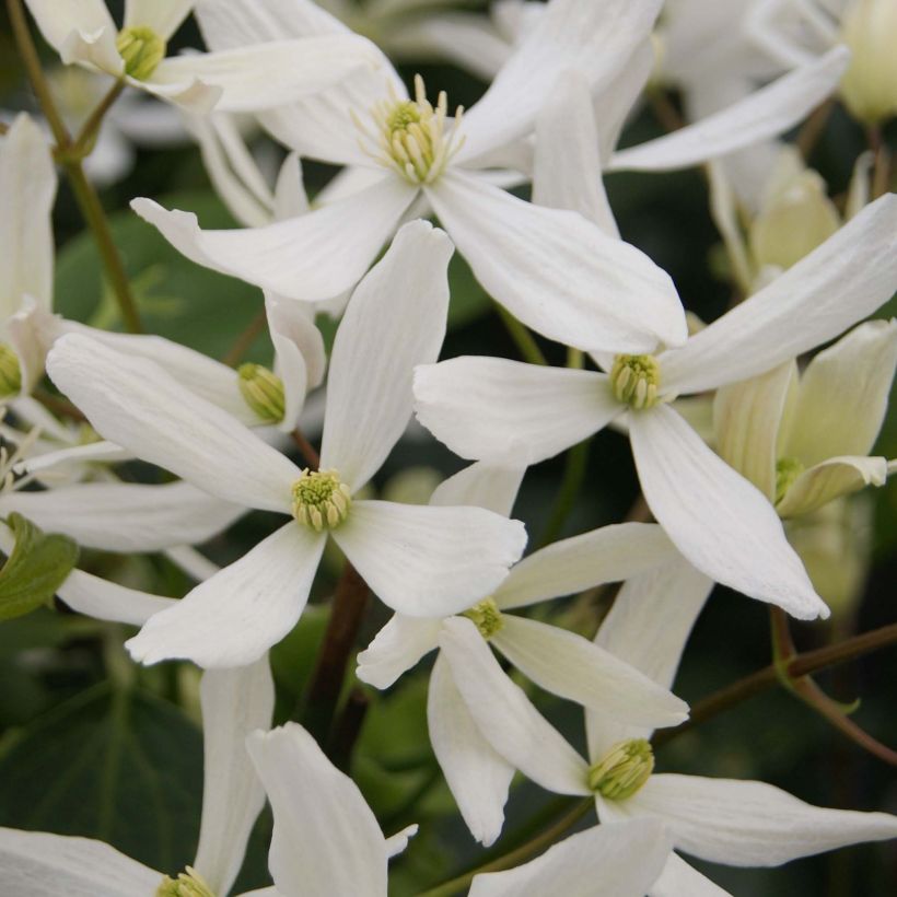 Clematis armandii Snowdrift - Immergrüne Waldrebe (Flowering)