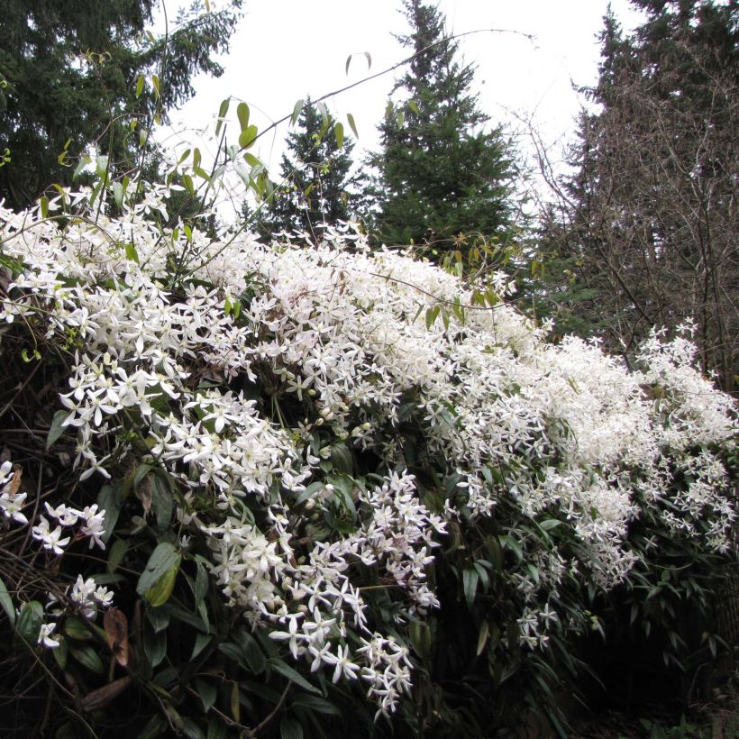 Clematis armandii Snowdrift - Immergrüne Waldrebe (Plant habit)