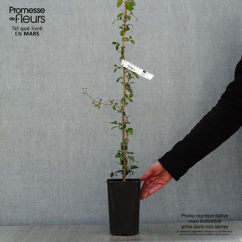 Exemplar von Clematis cirrhosa Wisley Cream - Waldrebe Topf mit 2L/3L wie im Winter geliefert