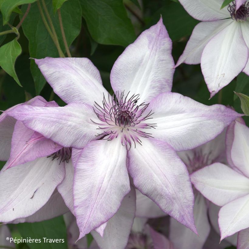 Clematis florida Utopia - Waldrebe (Flowering)