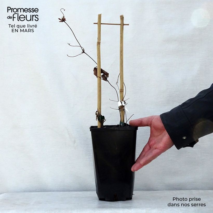 Exemplar von Clematis florida Utopia - Waldrebe Topf mit 2L/3L wie im Frühjahr geliefert