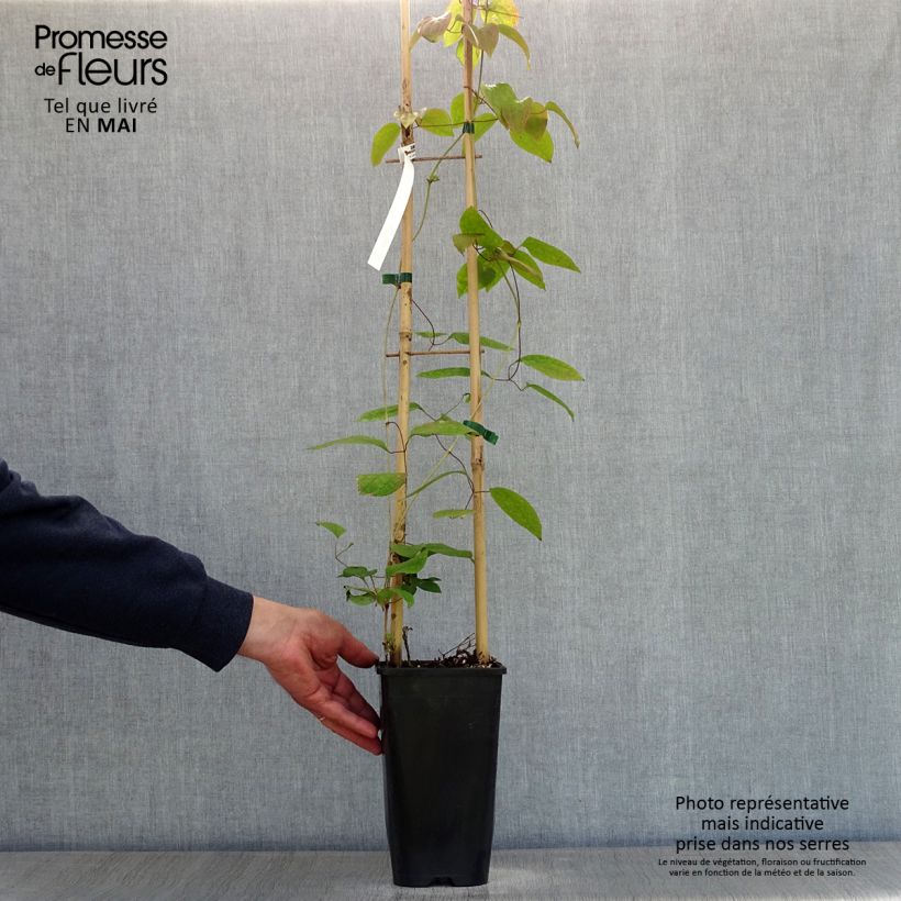 Exemplar von Waldrebe Guernsey Cream - Clematis Topf mit 2L/3L wie im Frühjahr geliefert