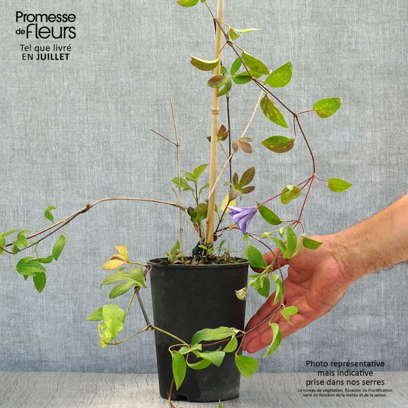 Exemplar von Clematis integrifolia Blue River - Stauden-Waldrebe Topf mit 2L/3L wie im Sommer geliefert