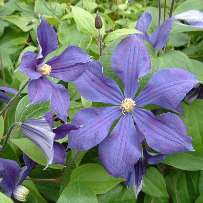 Clematis integrifolia Durandii - Stauden-Waldrebe (Flowering)