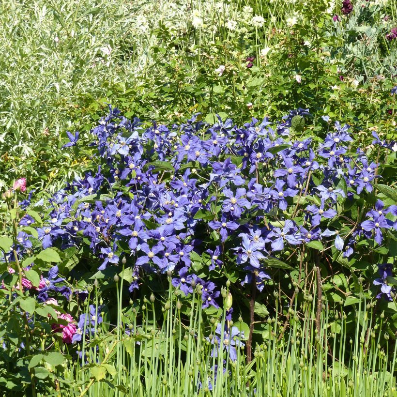Clematis integrifolia Durandii - Stauden-Waldrebe (Plant habit)