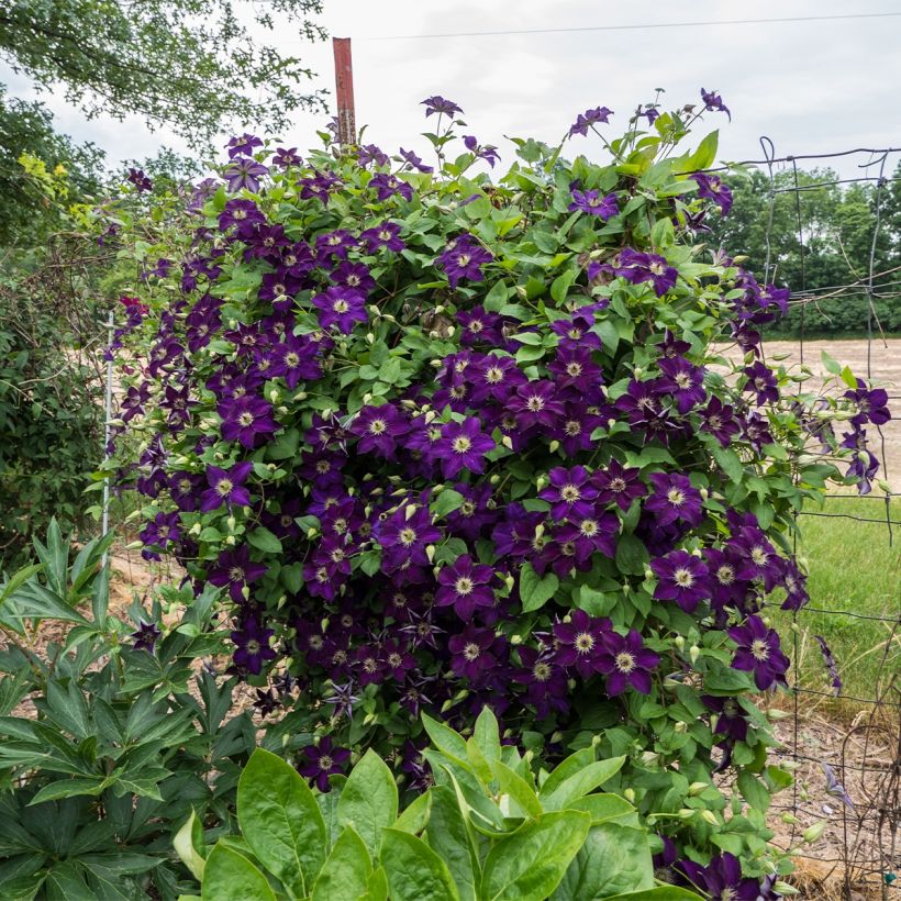 Waldrebe Happy Birthday (Jewel of Merk) - Clematis (Plant habit)