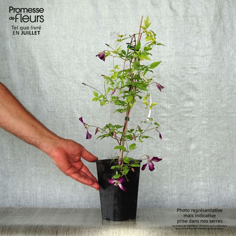Example of Clematis viticella Walemburg - Waldrebe Topf mit 1,5L/2L as you get in ete