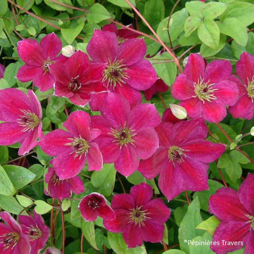 Clematis viticella John Howells - Waldrebe (Flowering)