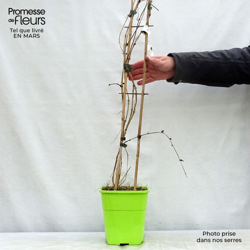 Exemplar von Clematis montana Double Delight - Berg-Waldrebe Topf mit 3L/4L wie im Frühjahr geliefert