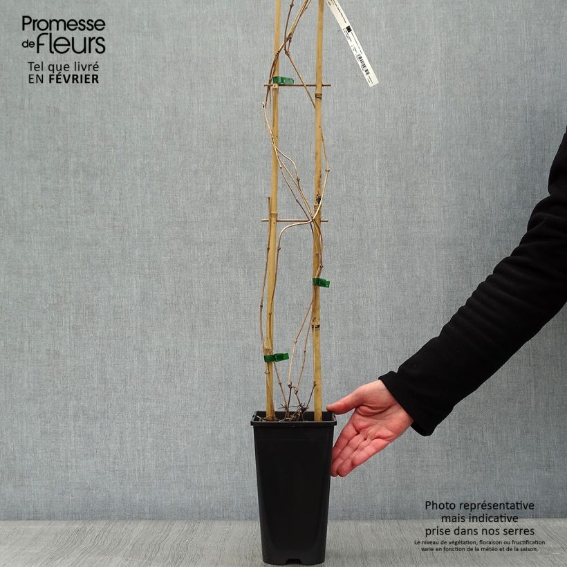 Exemplar von Clematis montana Starlet White Perfume - Berg-Waldrebe Topf mit 2L/3L wie im Winter geliefert