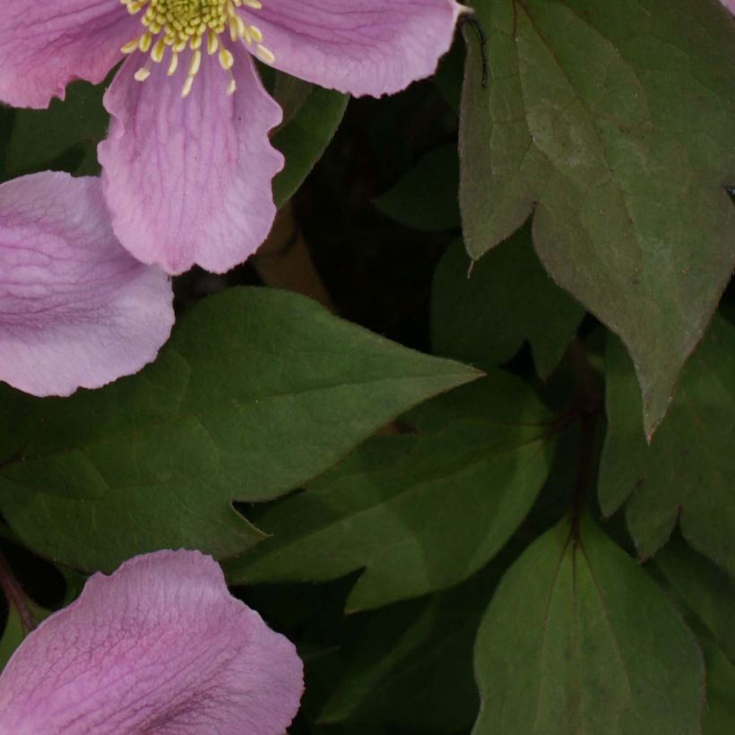 Clematis montana Tetrarose - Berg-Waldrebe (Foliage)