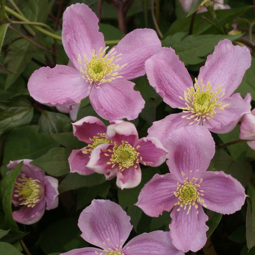 Clematis montana Tetrarose - Berg-Waldrebe (Flowering)