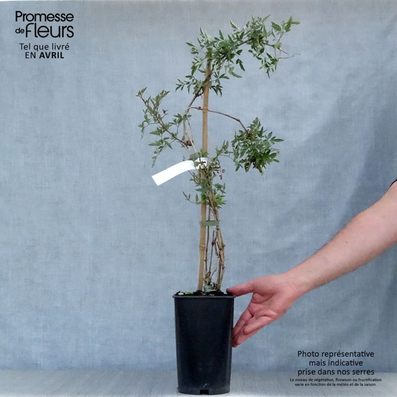 Exemplar von Clematis tangutica Red Ballon - Gold-Waldrebe Topf mit 2L/3L wie im Frühjahr geliefert