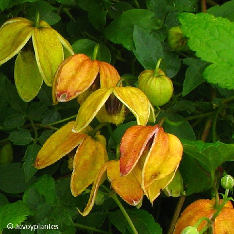 Clematis tangutica Red Ballon - Gold-Waldrebe (Flowering)