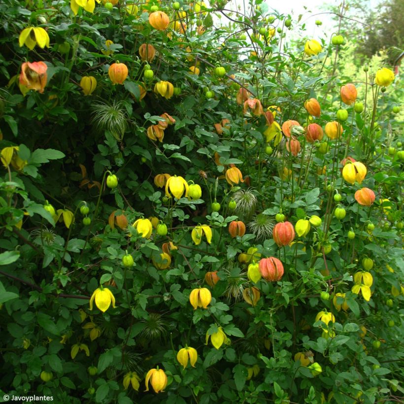 Clematis tangutica Red Ballon - Gold-Waldrebe (Plant habit)