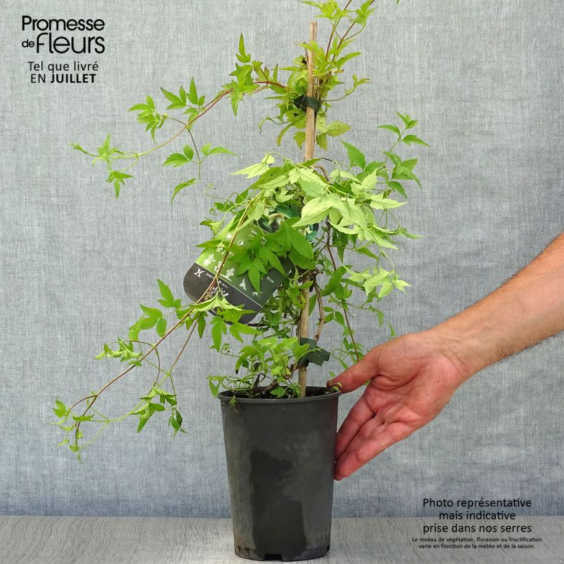 Exemplar von Clematis serratifolia - Waldrebe Topf mit 1,5L/2L wie im Sommer geliefert