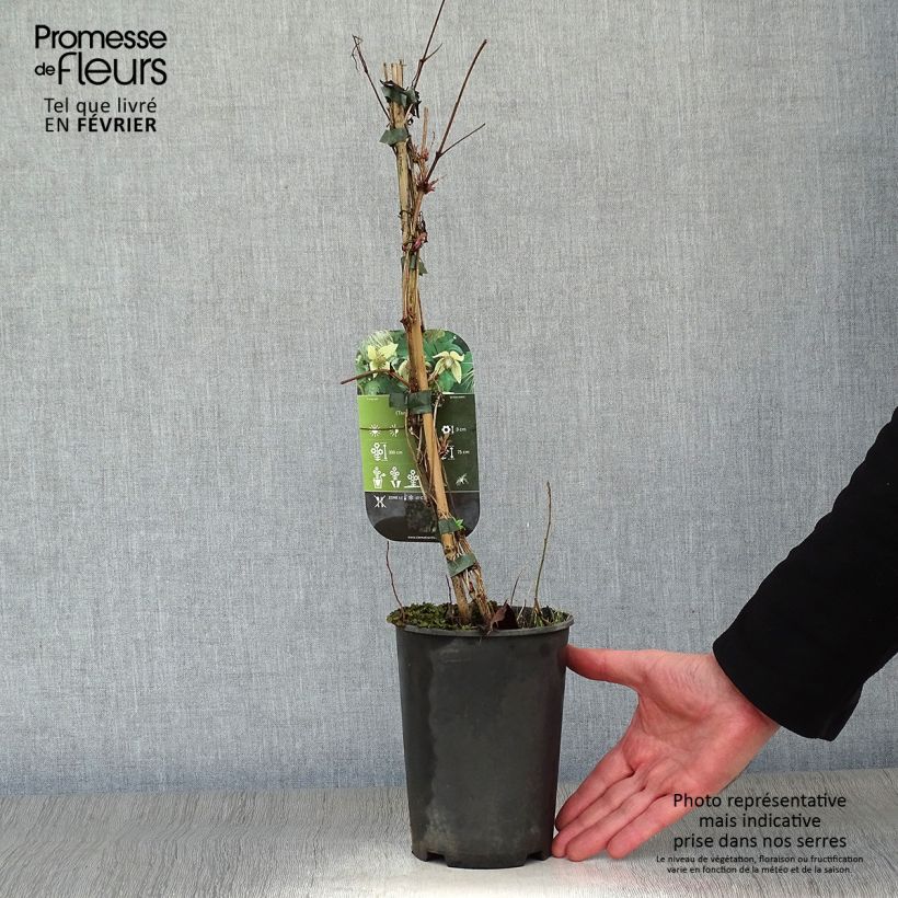 Exemplar von Clematis serratifolia - Waldrebe Topf mit 1,5L/2L wie im Winter geliefert