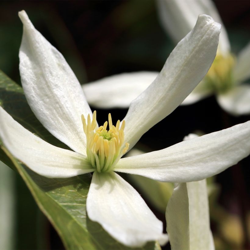 Waldrebe Southern Cross - Clematis (Flowering)