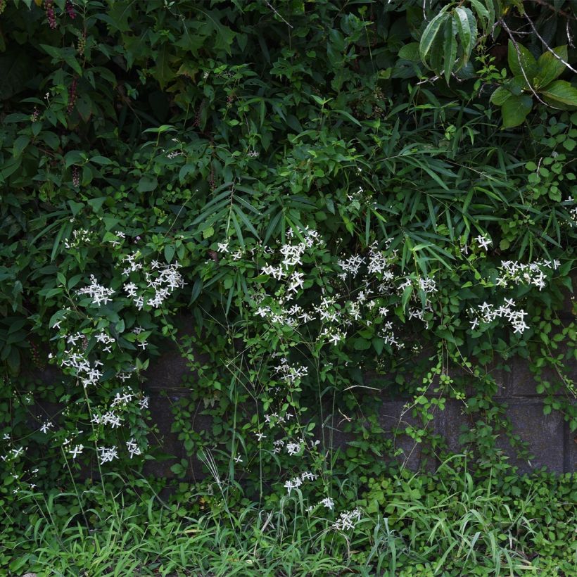 Waldrebe Southern Cross - Clematis (Plant habit)