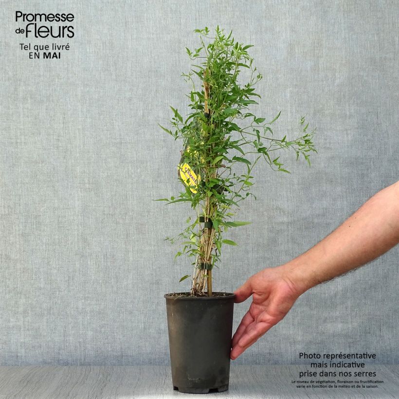 Exemplar von Clematis tibetana subsp. tangutica - Waldrebe Topf mit 1,5L/2L wie im Frühjahr geliefert