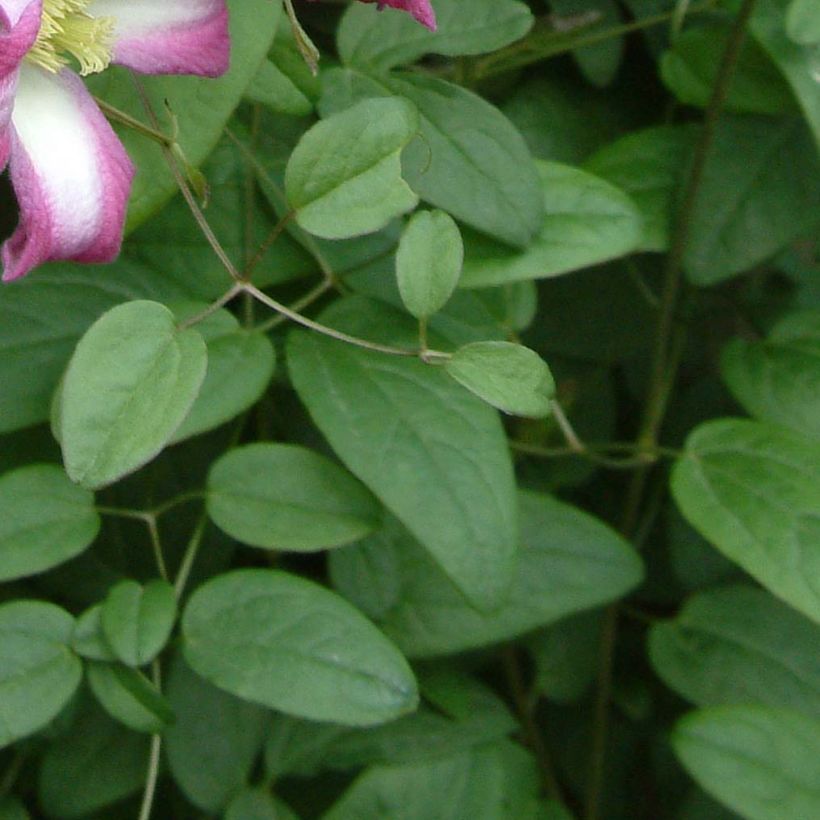 Clematis texensis Odoriba - Texas-Waldrebe (Foliage)