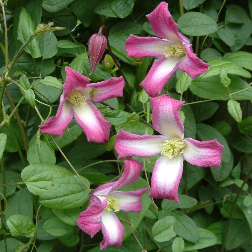 Clematis texensis Odoriba - Texas-Waldrebe (Flowering)