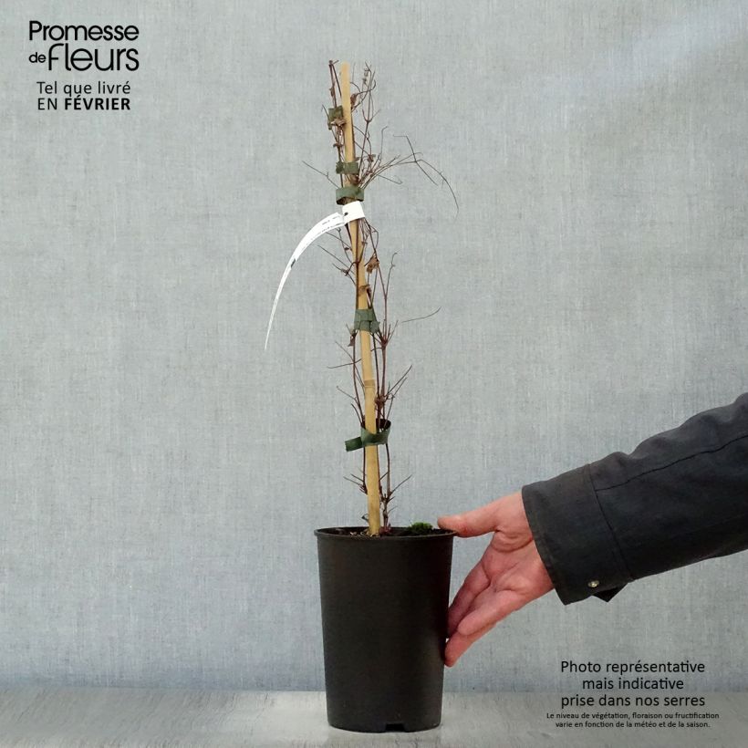 Exemplar von Clematis viticella Dark Eyes - Waldrebe Topf mit 1,5L/2L wie im Winter geliefert