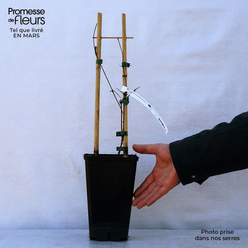 Exemplar von Clematis viticella John Howells - Waldrebe Topf mit 1,5L/2L wie im Frühjahr geliefert