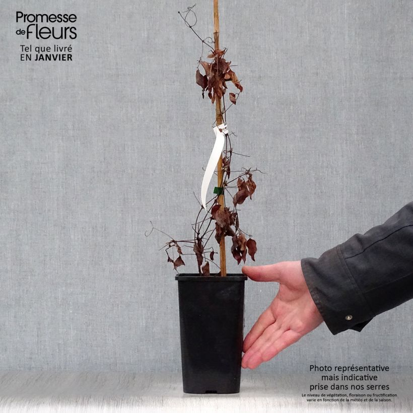 Exemplar von Clematis viticella John Howells - Waldrebe Topf mit 1,5L/2L wie im Winter geliefert