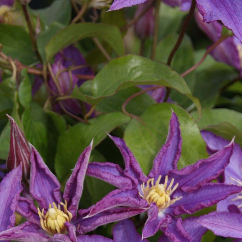 Waldrebe Palette - Clematis (Foliage)