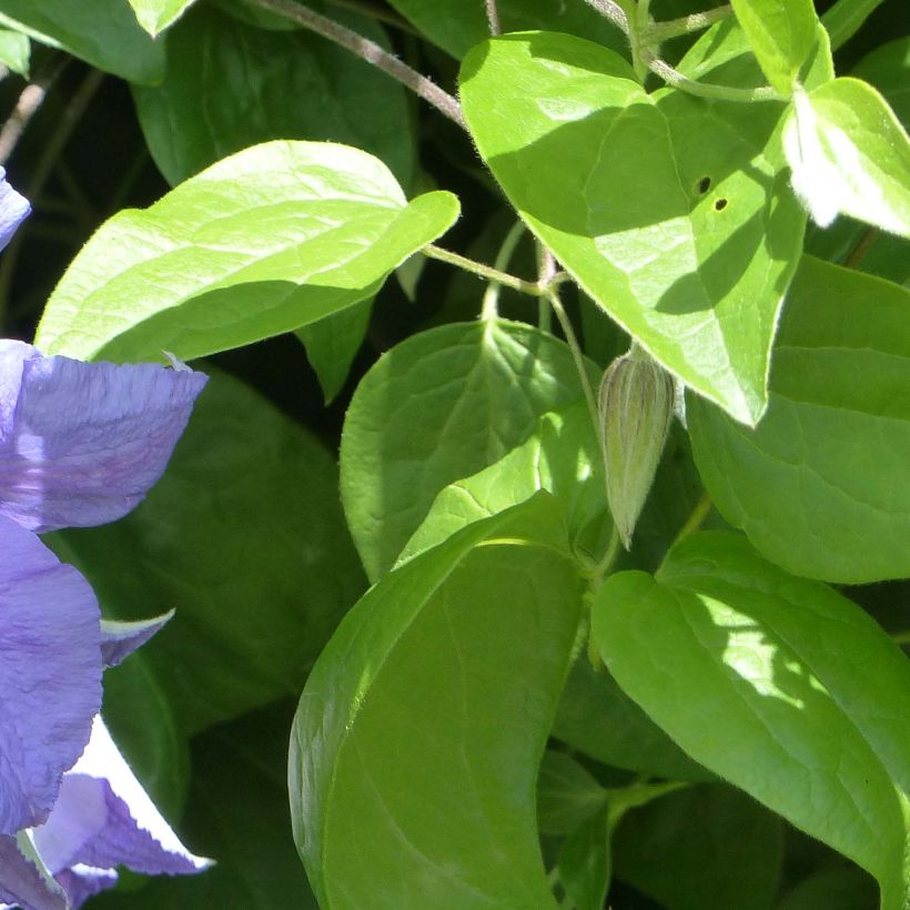 Waldrebe Perle d'Azur - Clematis (Foliage)
