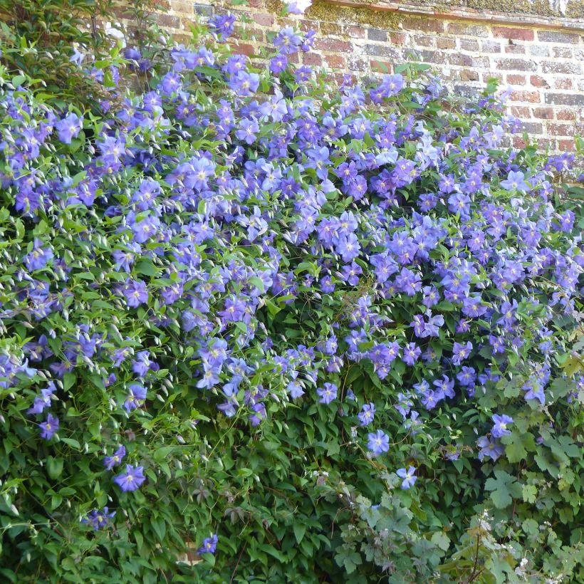 Waldrebe Perle d'Azur - Clematis (Plant habit)