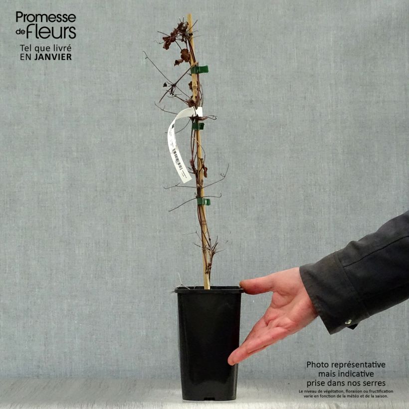 Exemplar von Clematis viticella Polish Spirit - Waldrebe Topf mit 1,5L/2L wie im Winter geliefert