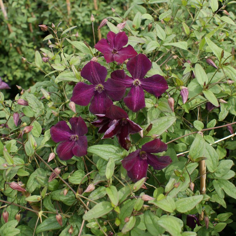 Clematis viticella Royal Velours - Waldrebe (Plant habit)