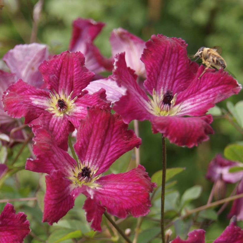 Clematis viticella Rubra - Waldrebe (Flowering)