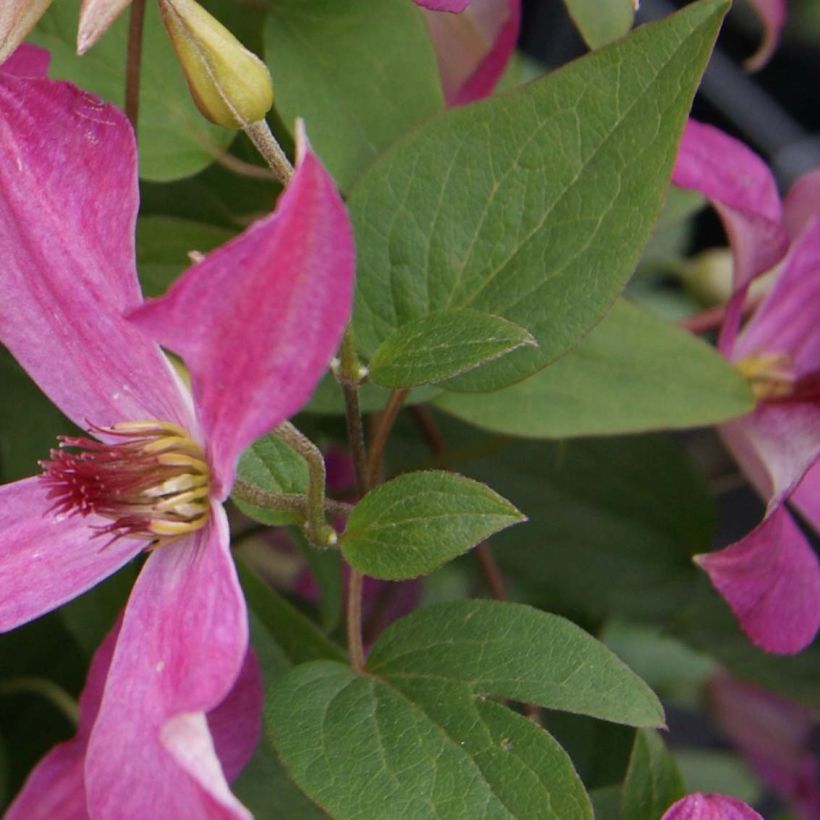 Waldrebe Wonderful - Clematis (Foliage)