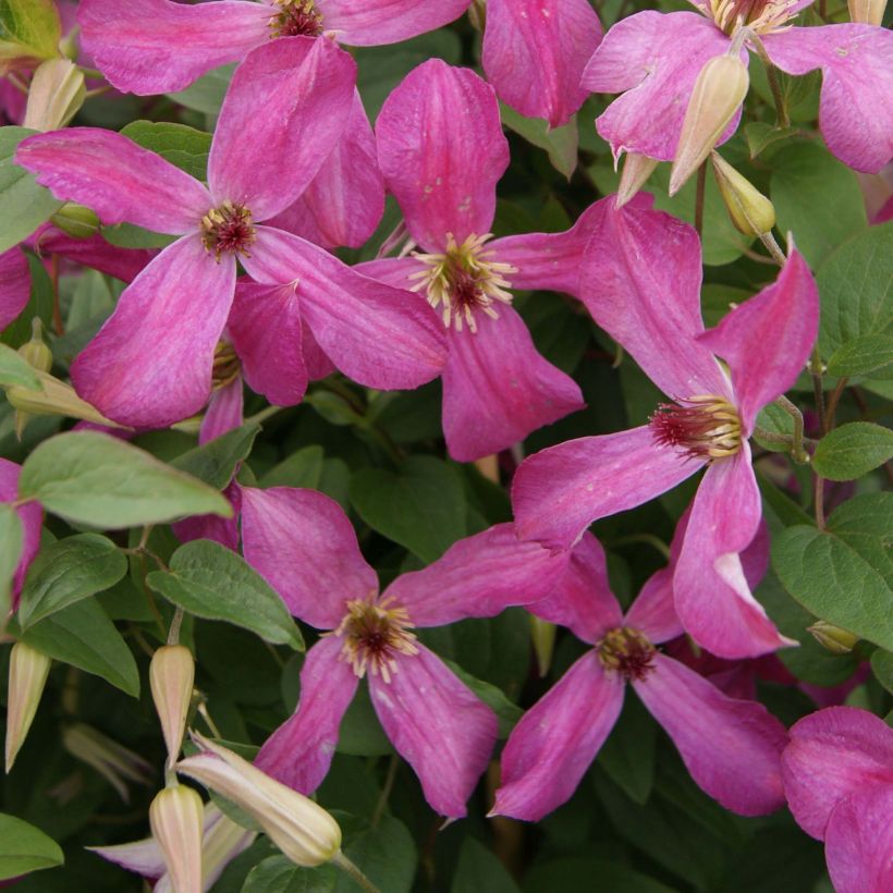 Waldrebe Wonderful - Clematis (Flowering)