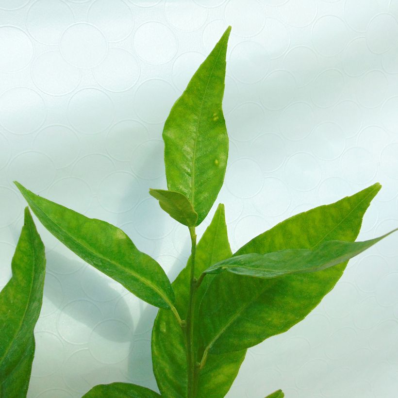Clementinenbaum Clémentine - Citrus x clementina (Foliage)