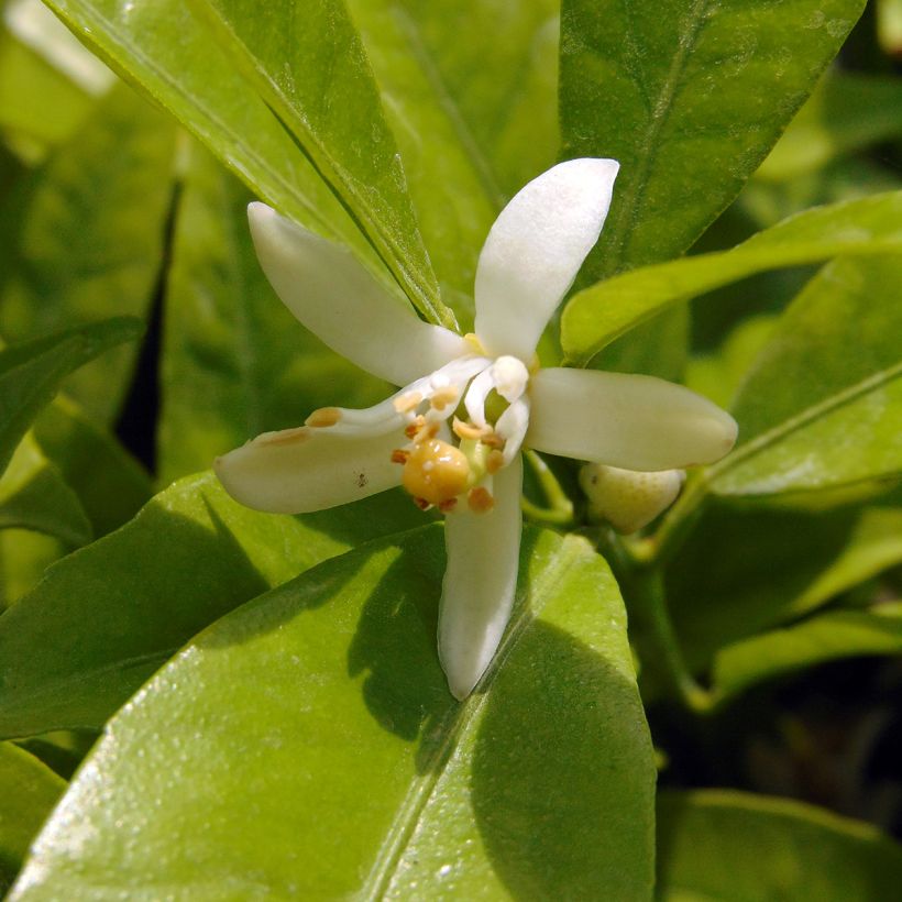 Clementinenbaum Clémentine - Citrus x clementina (Flowering)