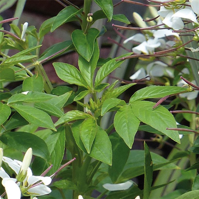 Spinnenpflanze Senorita Blanca - Cleome (Foliage)
