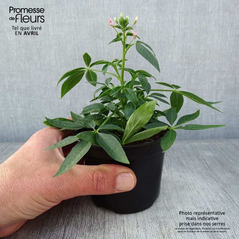 Exemplar von Spinnenpflanze Senorita Carolina - Cleome Kleine Töpfe von 8/9 cm wie im Frühjahr geliefert