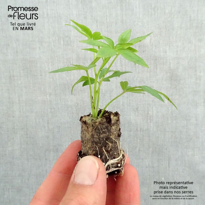 Example of Spinnenpflanze Senorita Rosalita - Cleome Mini-Plug Ø 3/4 cm as you get in printemps