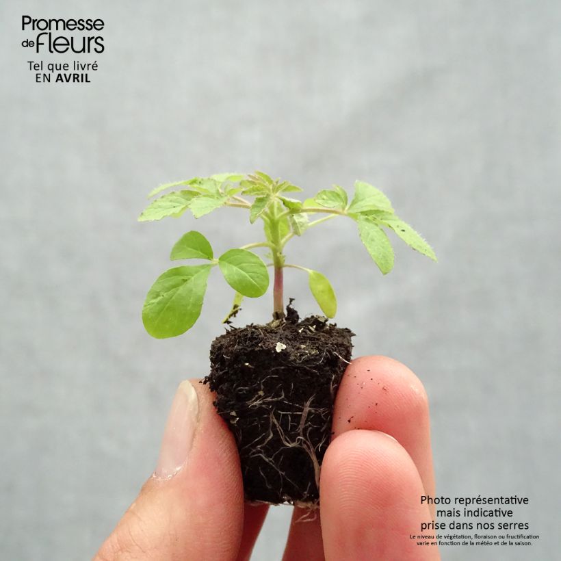 Example of Spinnenpflanze Sparkler 2.0 Purple - Cleome Mini-Plug Ø 1,5/2,5 cm as you get in printemps