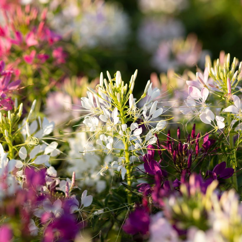 Spinnenpflanze Sparkler 2.0 White - Cleome (Flowering)