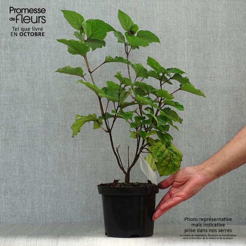 Example of China Losbaum - Clerodendrum bungei Topf mit 2L/3L as you get in automne